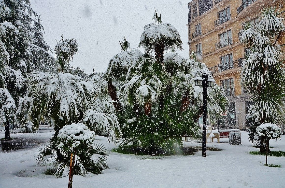 Пальмы в снегу фото